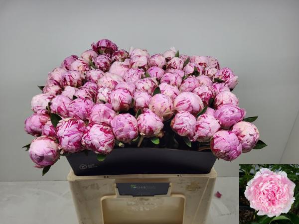Pfingstrose rosa & duftend - 1 Blüte